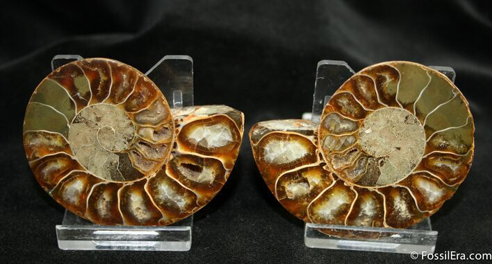 Scarce Inch Desmoceras Ammonite #1456